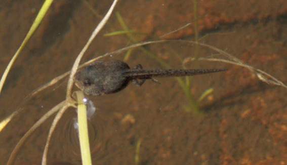 aiuto identificazione girino - Rana temporaria